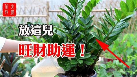 萬年青財位|風水師揭密：財位放什麼植物最旺？萬年青、發財樹助你財運亨。